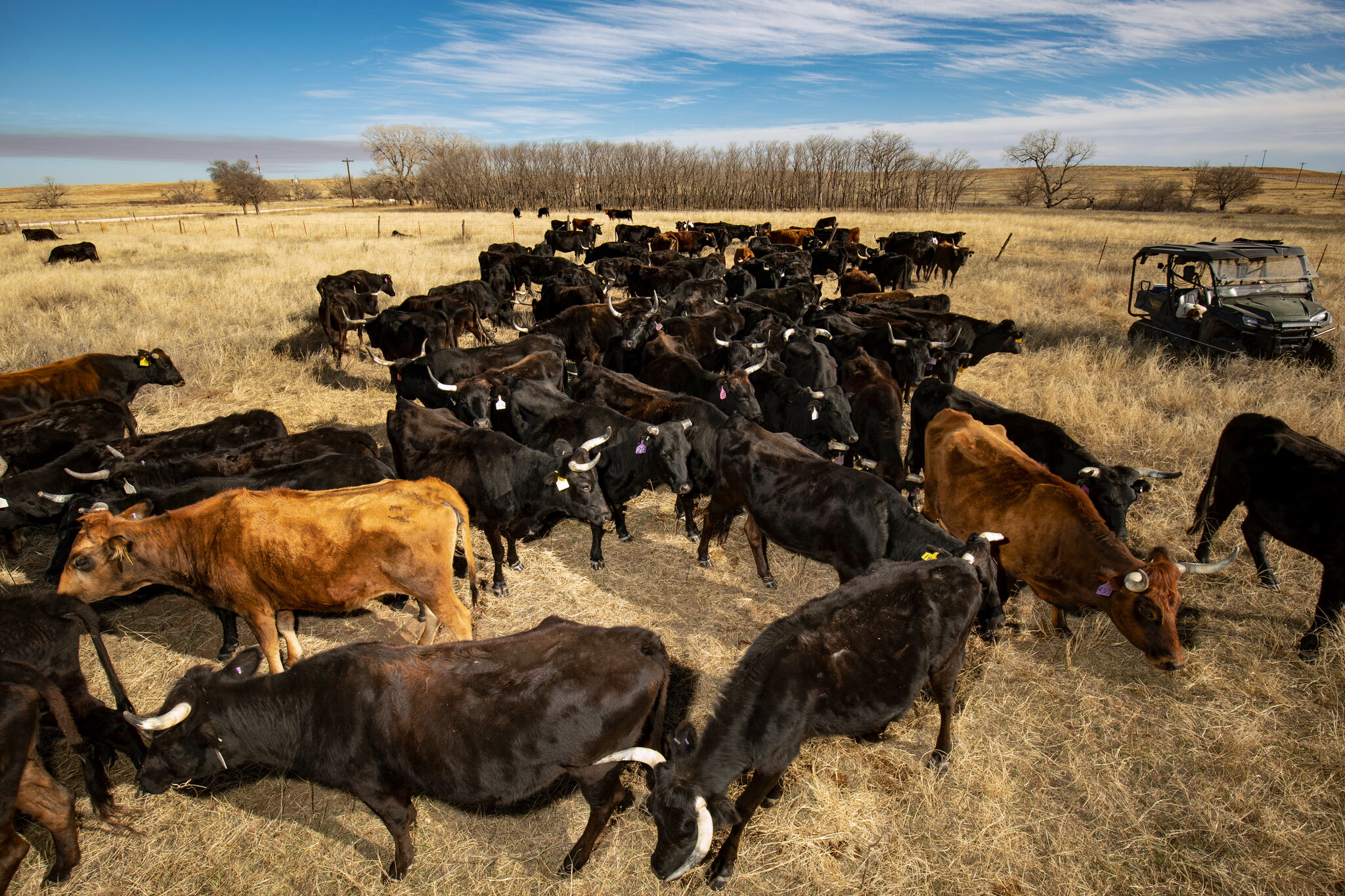 Clearing for Livestock Grazing: Sustainable Farming