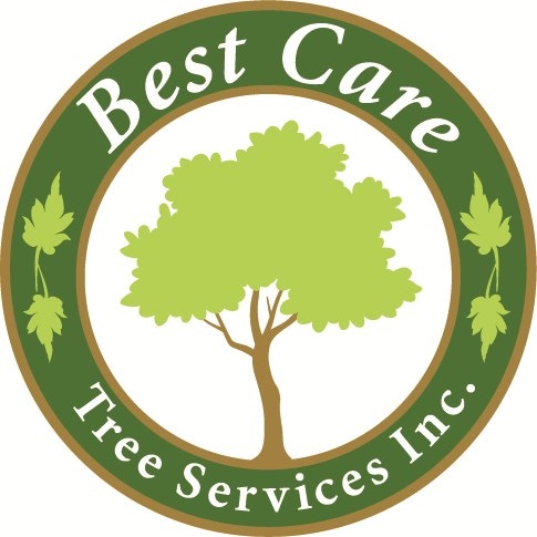 Best Land Clearing Service: Excellence Guaranteed 2