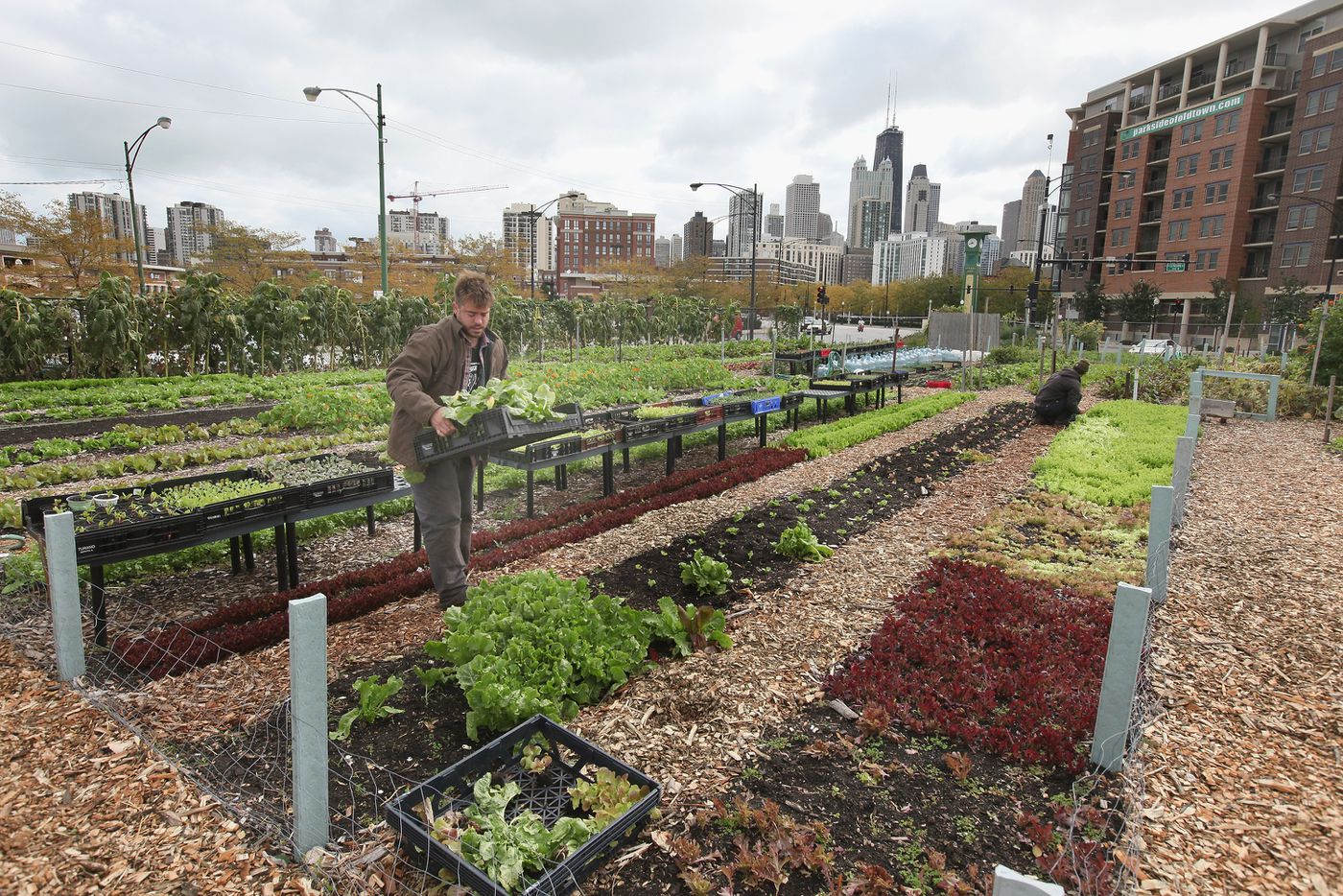 Clearing Land for Urban Farming: Cultivating the City