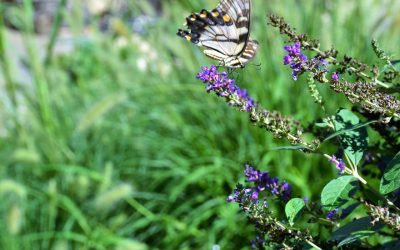 Fluttering Beauties: Clearing For Butterfly Gardens