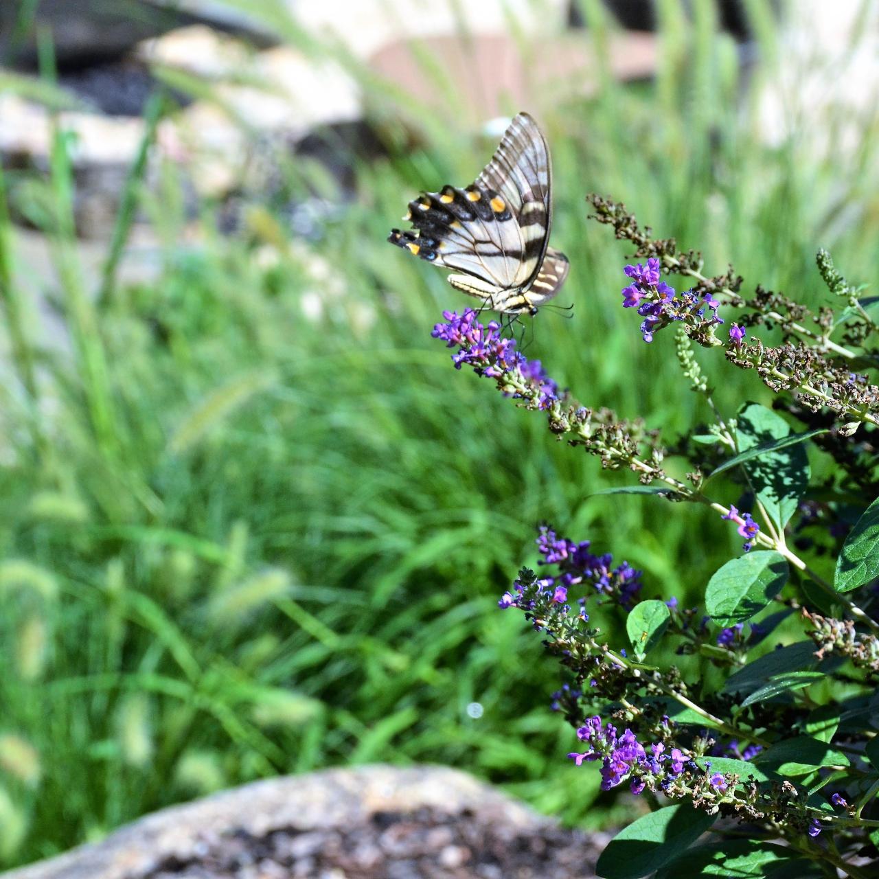 Fluttering Beauties: Clearing for Butterfly Gardens