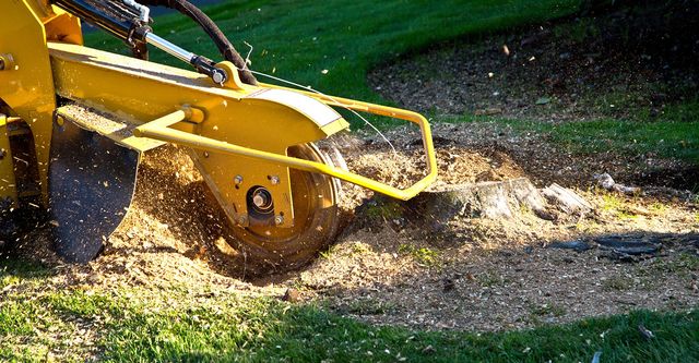 Stump Grinding Near Me: Removing Obstacles 2