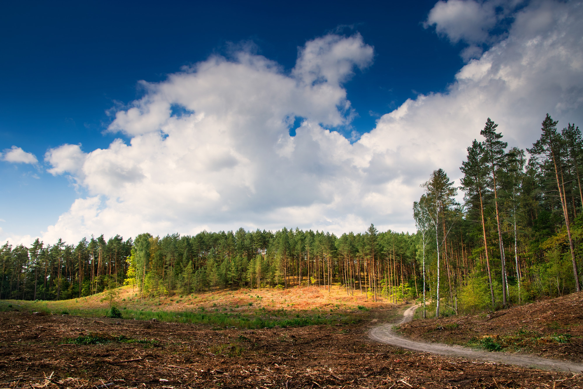Benefits of Professional Land Clearing: Quality Matters 2