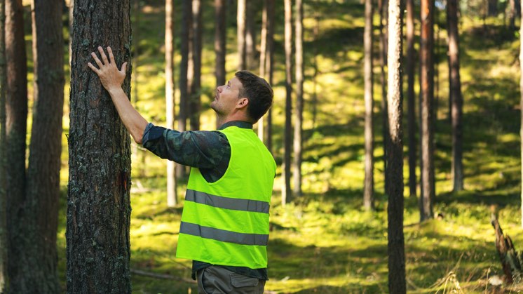Woodland Management Services: Preserving Forests 2