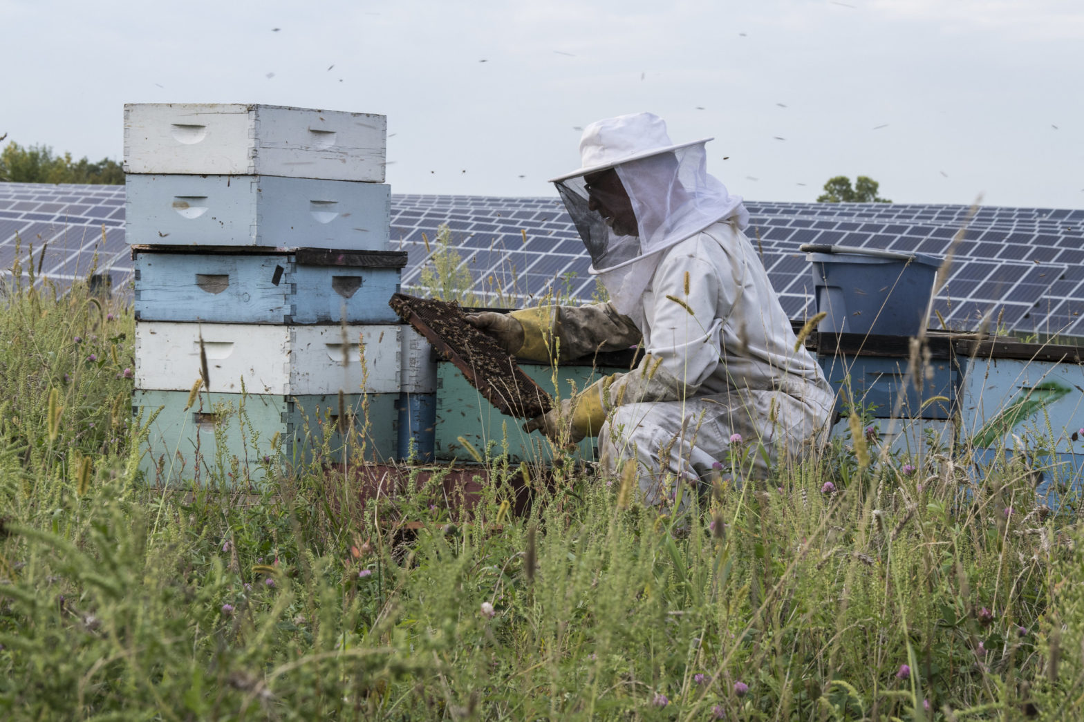 Clearing Land for Beekeeping: Buzzing Beginnings