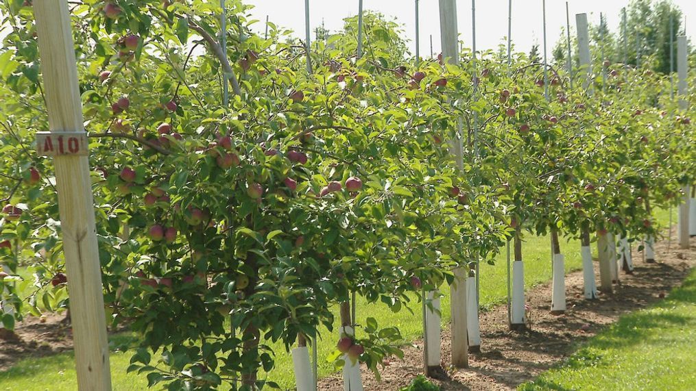 Land Clearing for Fruit Orchards: Bountiful Harvests