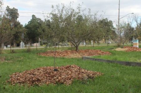 Land Clearing for Fruit Orchards: Bountiful Harvests 2