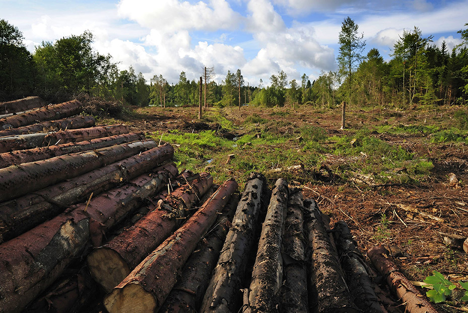 Timber Land Clearing: Harvesting Resources 2