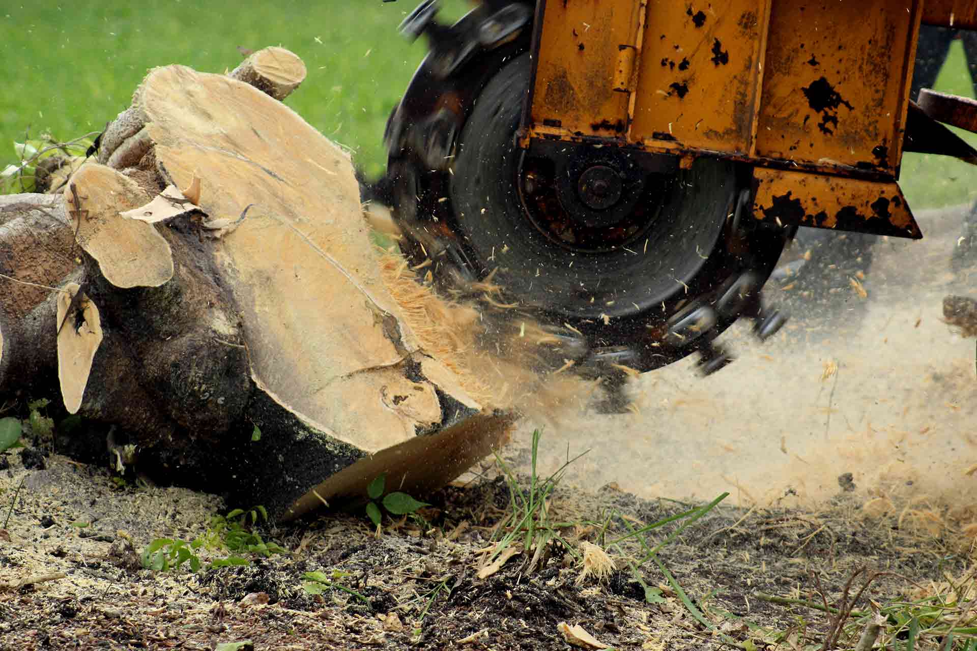 Tree and Stump Removal: Erasing Obstacles