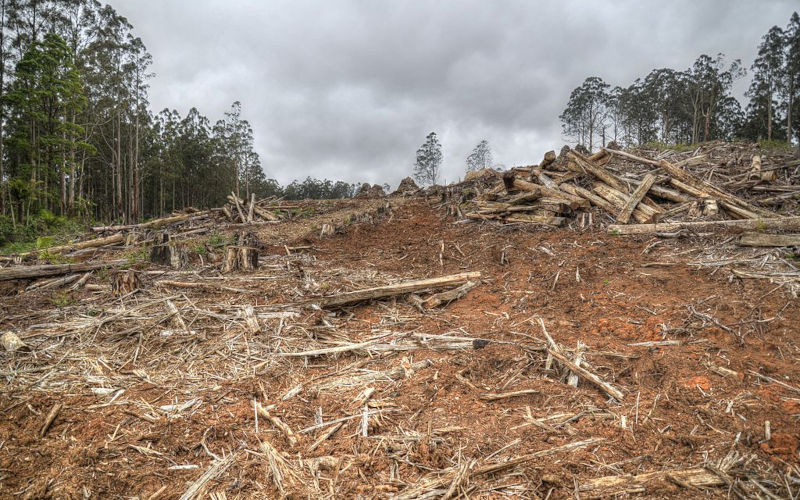 Health Hazards in Clearing: Land Clearing Health Risks