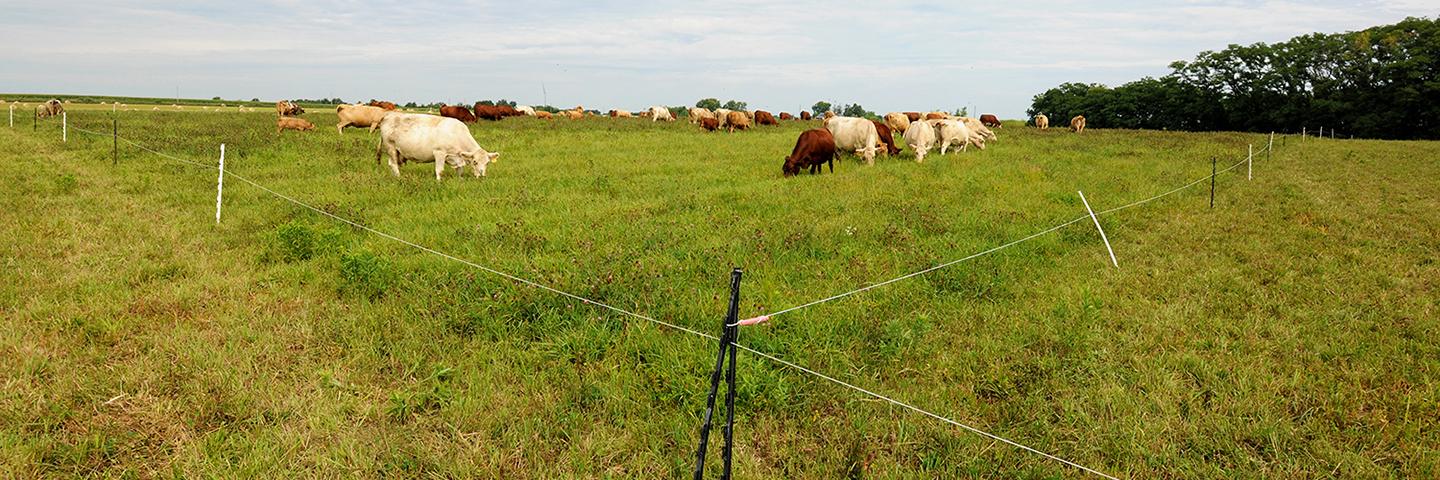 Pasture Clearing Services: Grazing Ready