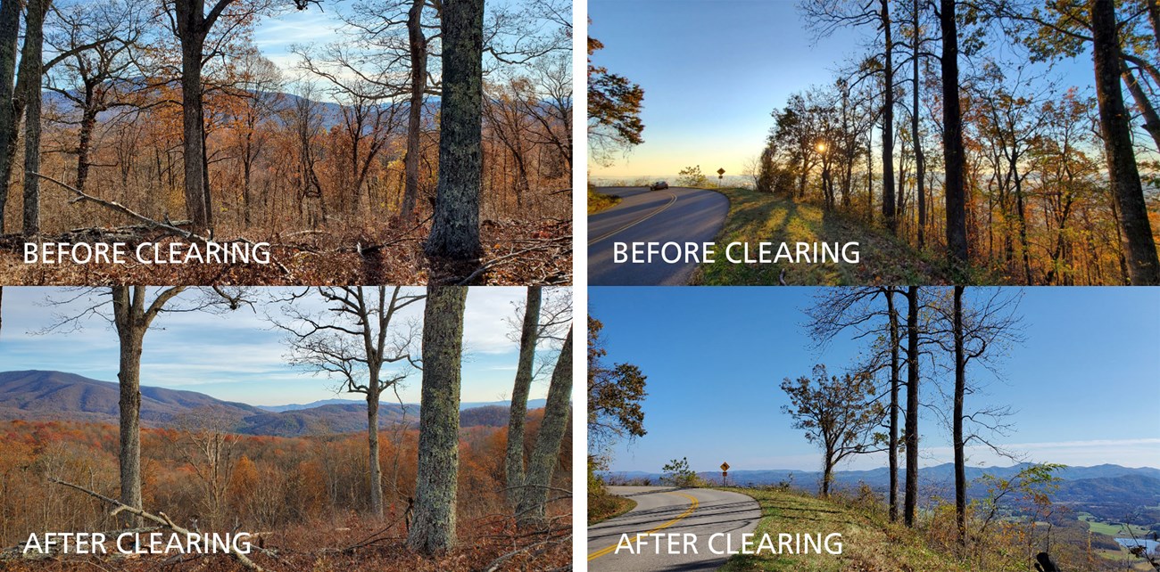 Scenic Vistas: Clearing for Scenic Views 2