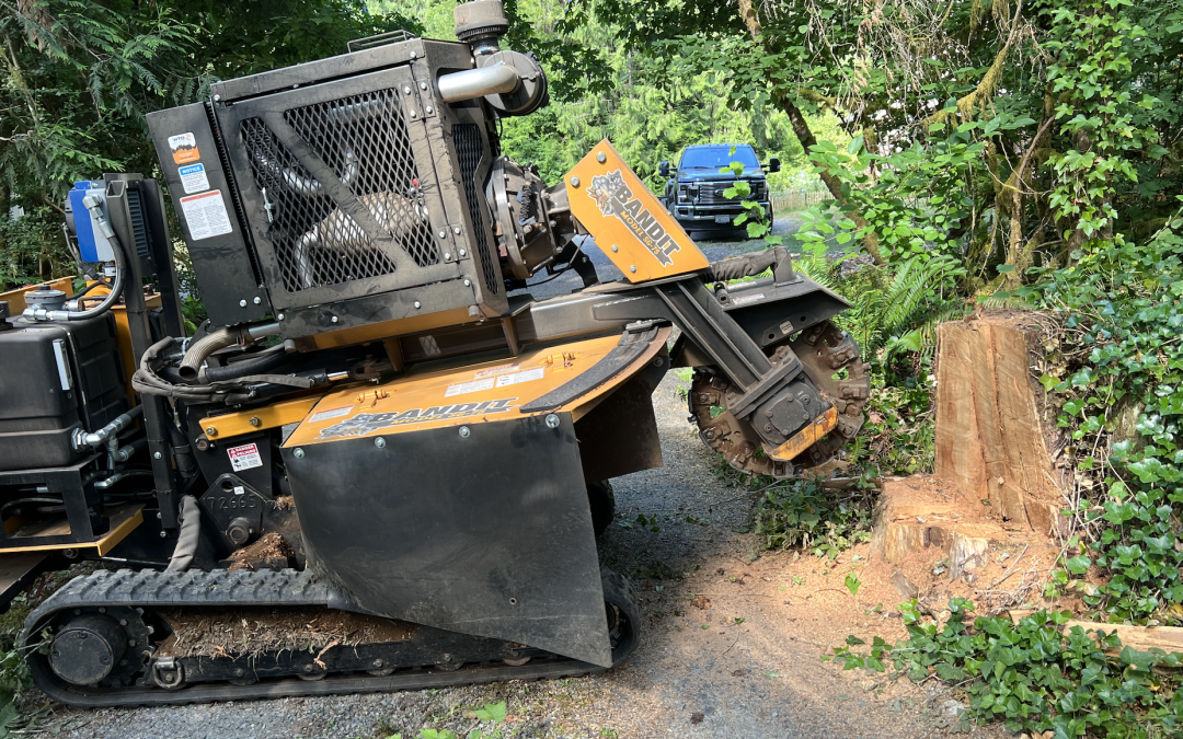 Professional Clark County Stump Grinding Services: 7 Reasons Why You Need Them Now!