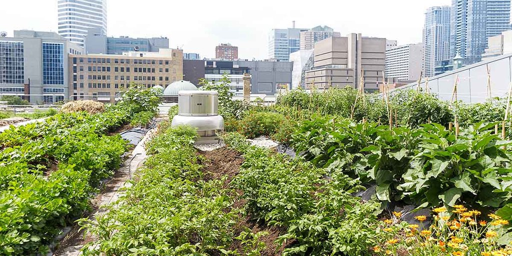 Clearing Land for Urban Farming: Cultivating the City 2