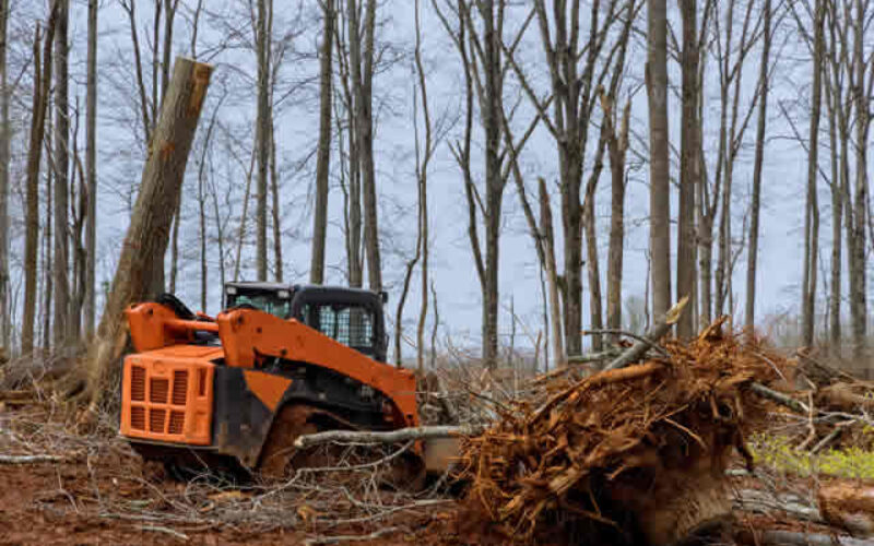 Local Land Clearing Laws and Guidelines: Know Your Terrain 2
