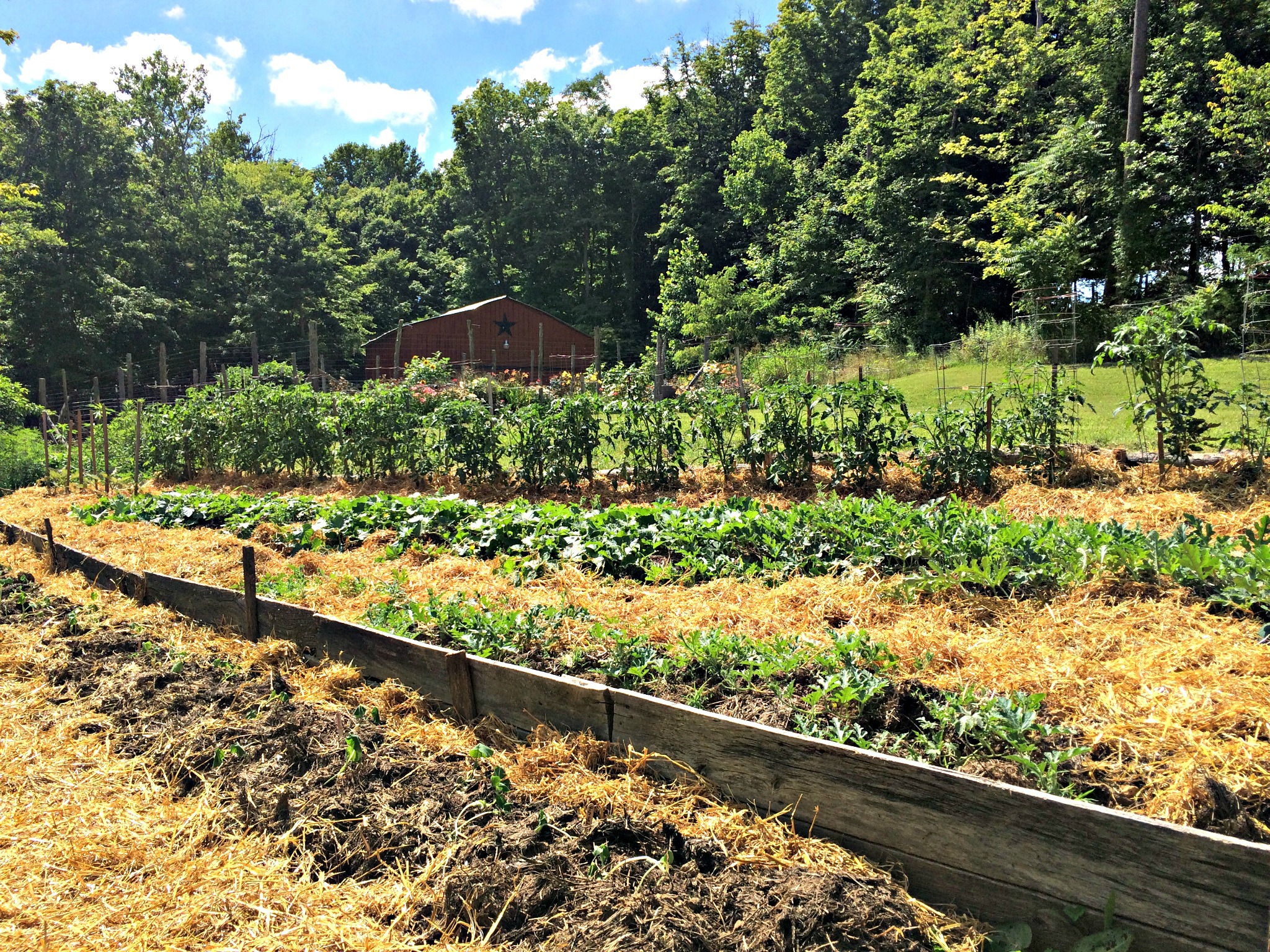 Clearing the Way for Veggies: Land Clearing for Vegetable Gardens