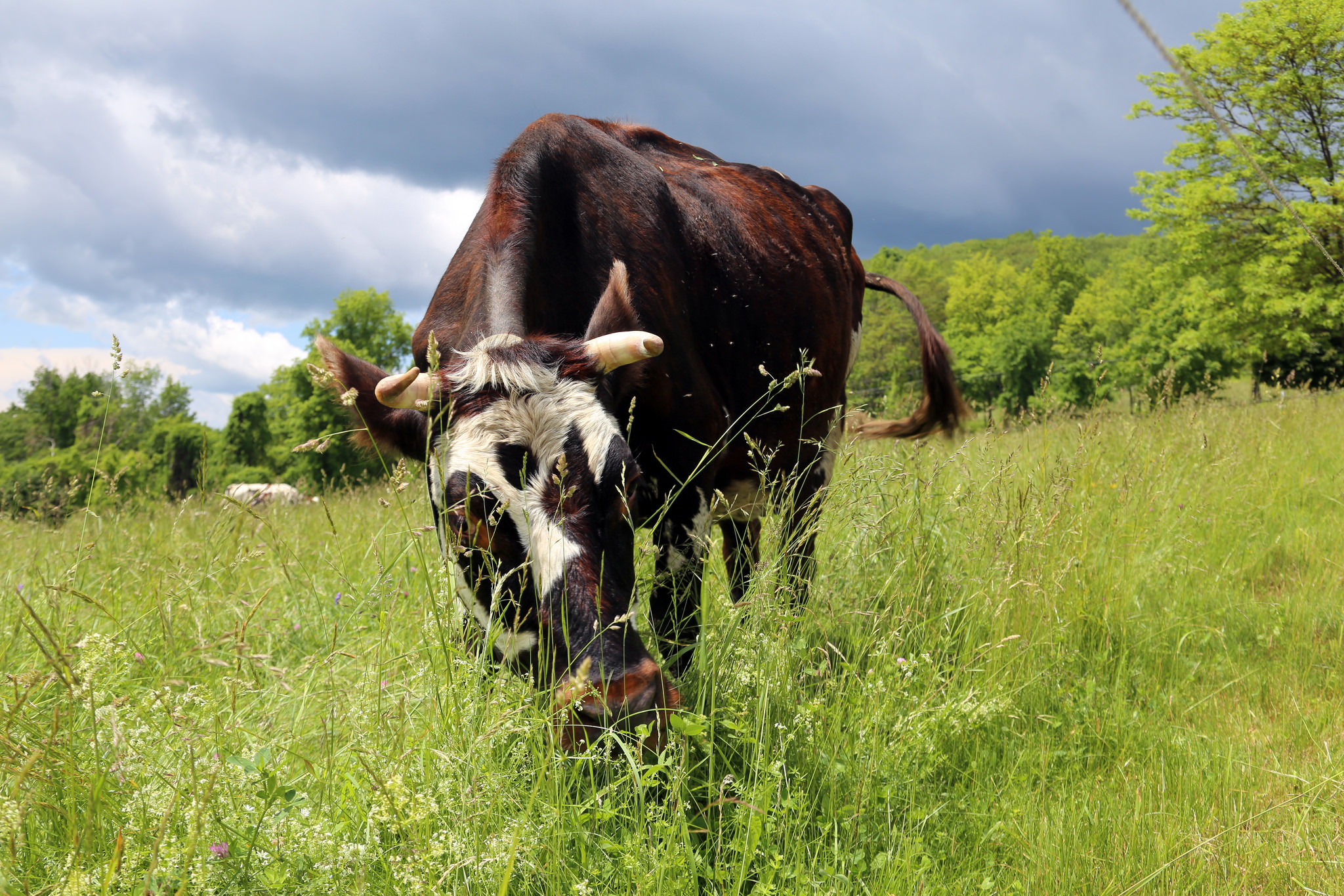 Clearing for Livestock Grazing: Sustainable Farming 2