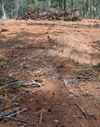 Health Risks in Clearing: Land Clearing Health Risks