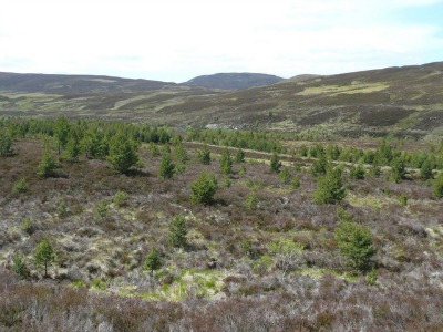 Clearing for Reforestation: Forest Renewal
