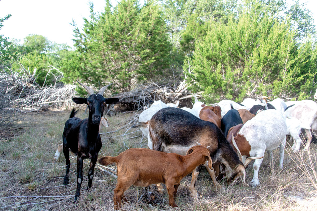 Clearing Land with Goats: Nature's Grazers 2