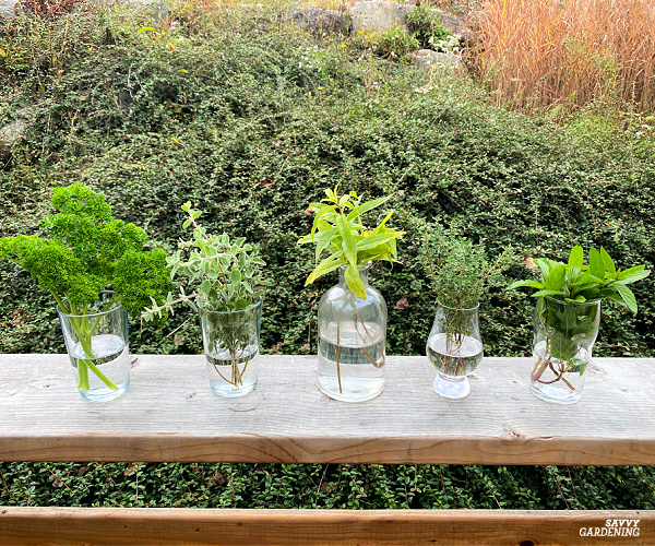 Clearing for Herb Gardens: Cultivating Fragrance