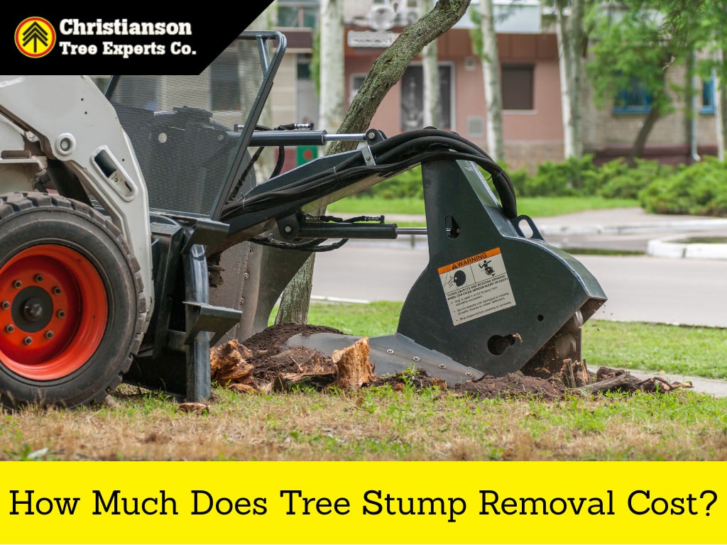 Stump Clearing Services: Removing Remnants 2