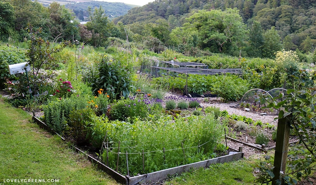 From Garden to Table: Land Clearing for Vegetable Gardens 2