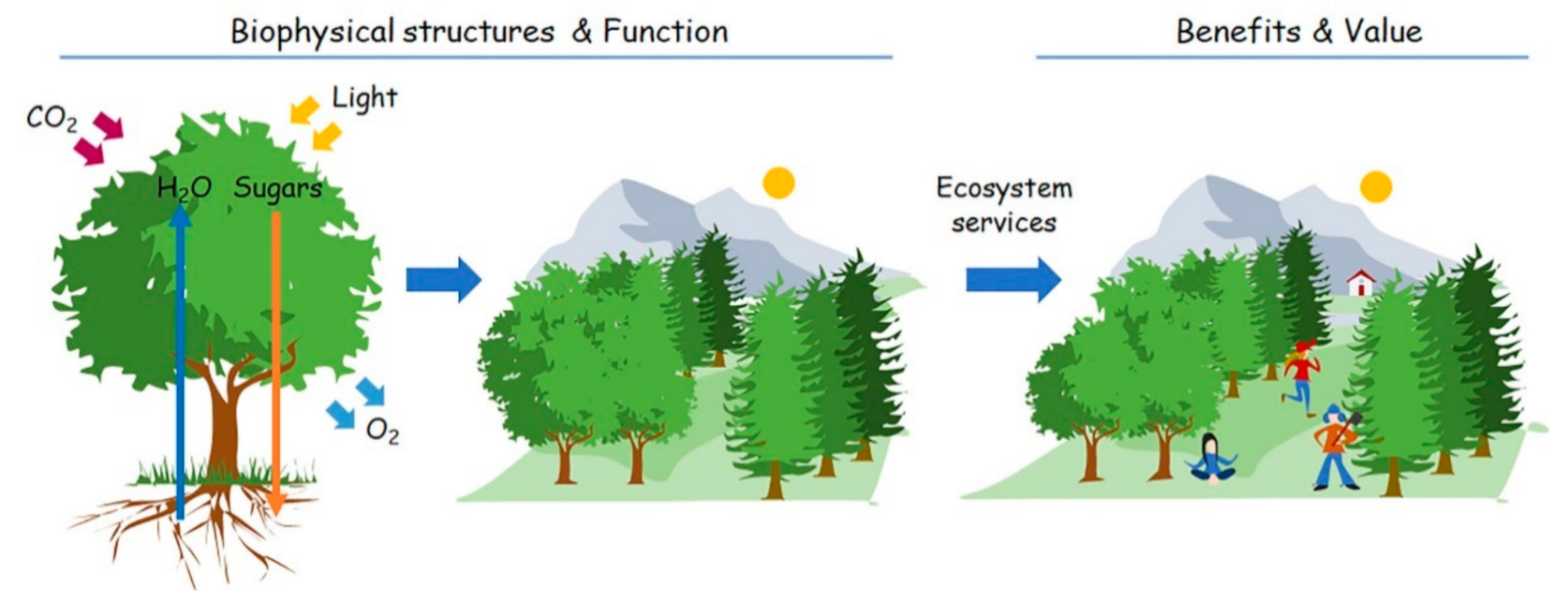 Eco-Balanced Land Clearing: Nature-Friendly Practices 2