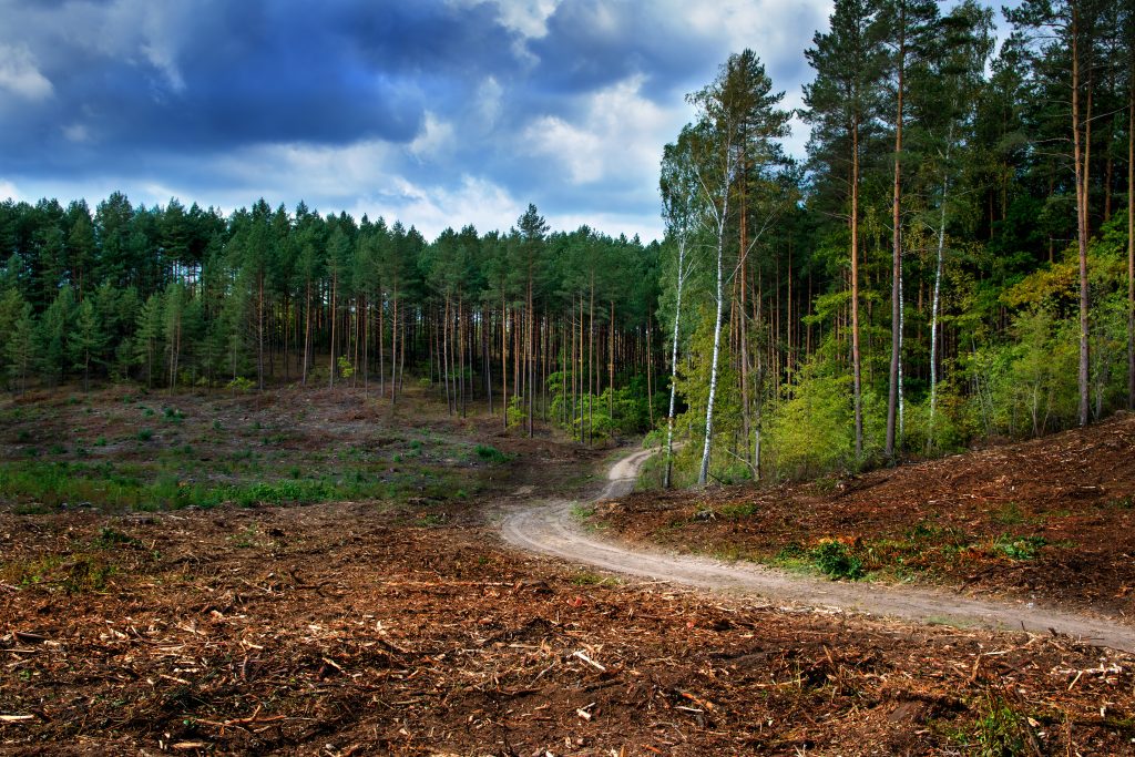 Land Clearing Loans: Financing Your Project 2