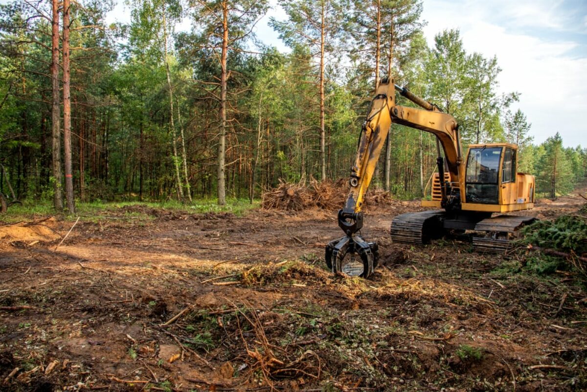 Forest Lot Clearing: Restoring Natural Balance 2