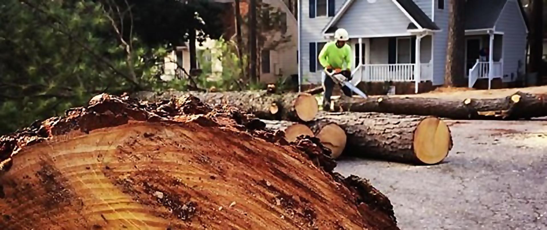 Timber Removal Services: Handling Logs