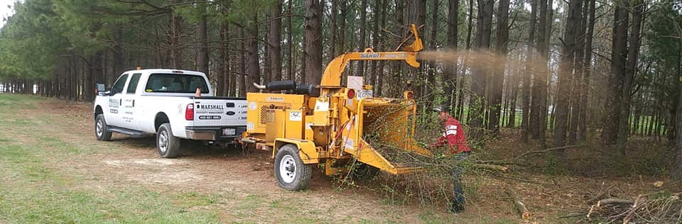 Forest Maintenance Services: Woodland Care