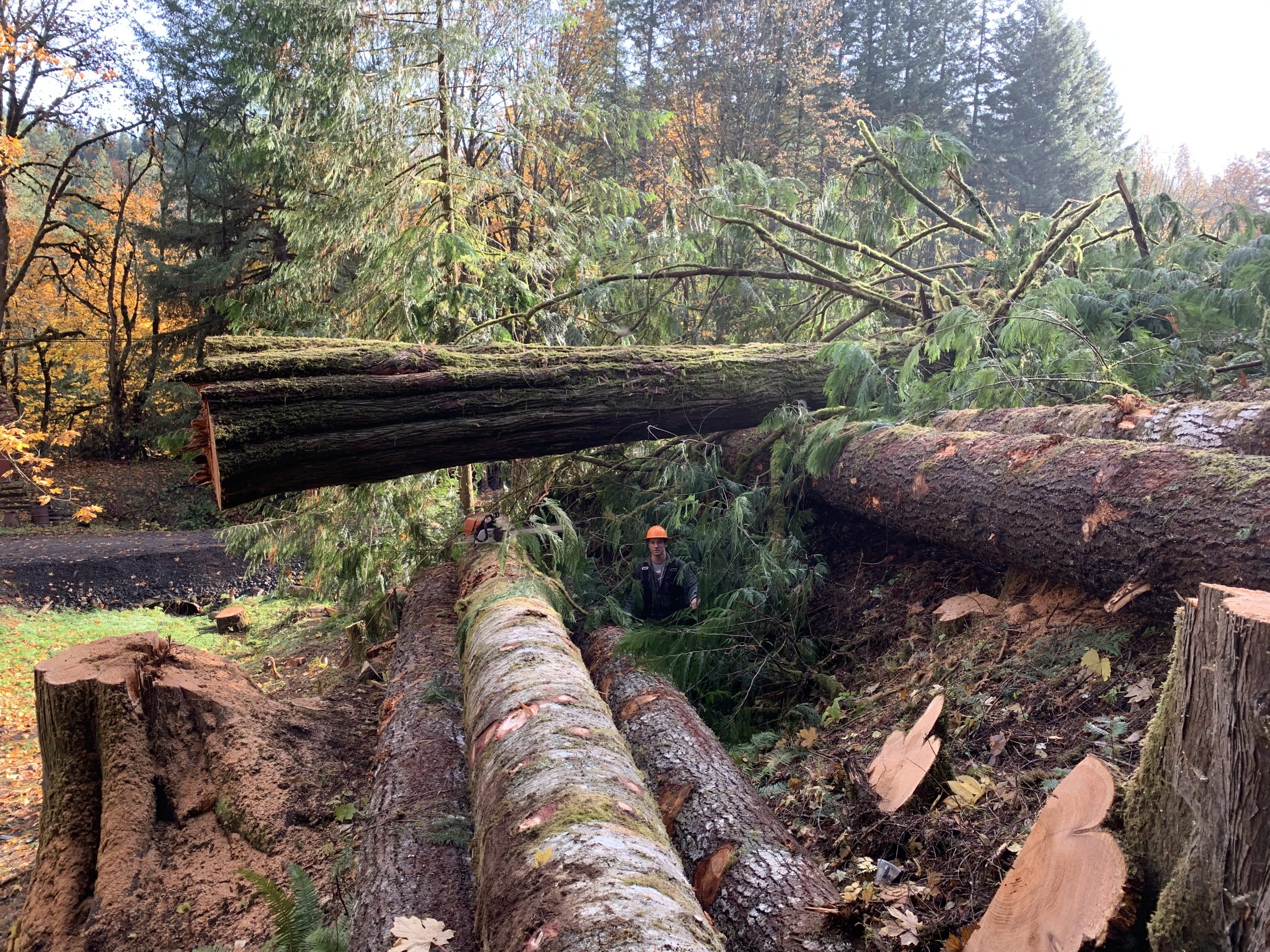 Timber Removal Services: Handling Logs 2