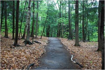 Land Clearing for Hiking Trails: Paths to Adventure