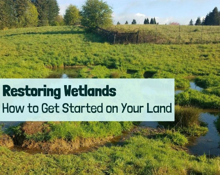 Clearing Wetlands: Balancing Nature 2
