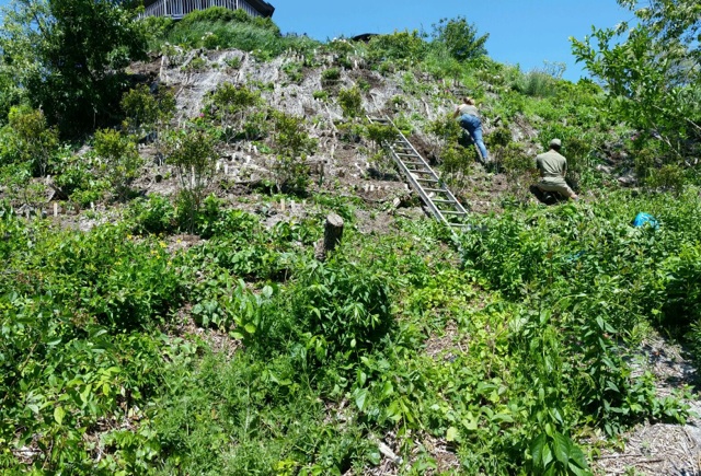 Slope Land Clearing: Managing Inclines