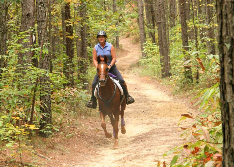 Hoofing It: Clearing for Horse Riding Trails