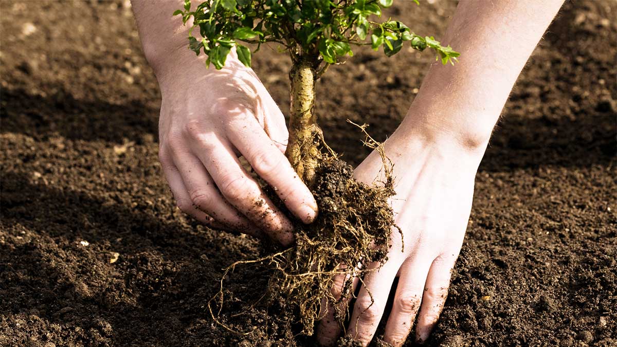 Clearing for Tree Planting: Nurturing Growth