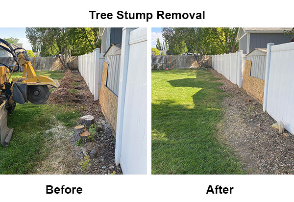 Stump Removal Near Me: Erasing Stumps 2