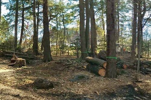 Woodland Management Services: Preserving Forests