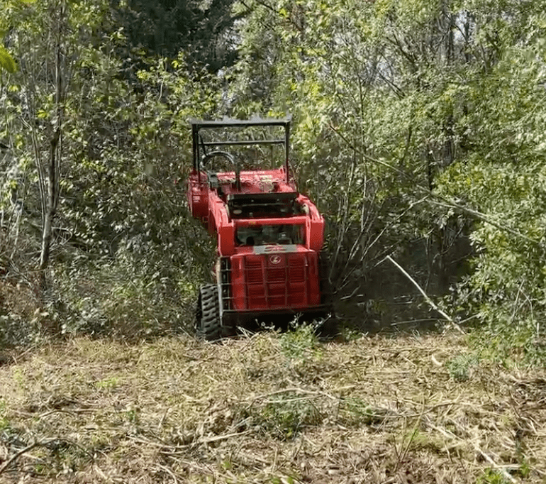 overgrown vegetation