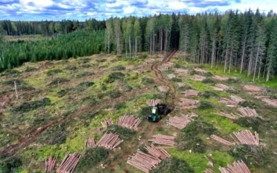 Efficient Logging and Land Clearing Services in Clark County