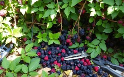 How to Clear Blackberries: Easy Garden Cleanup Guide