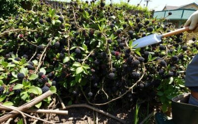 How to Get Rid of Blackberry Bushes – Complete Guide